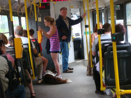 O cachorro é mais um passageiro no tram